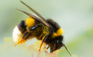 Vestal cuckoo bumblebee