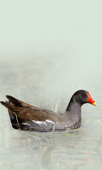 La gallinella d’acqua 