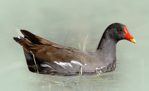 The Common Moorhen 