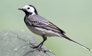 The White Wagtail 