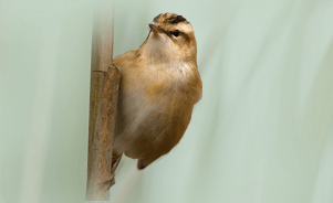 The Sedge Warbler 