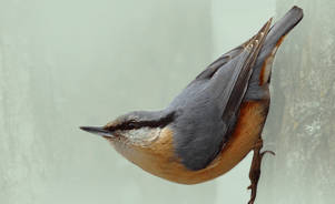 The Eurasian Nuthatch or Wood Nuthatch 