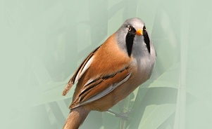 Bearded reedling 