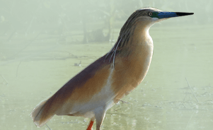 The Squacco Heron 