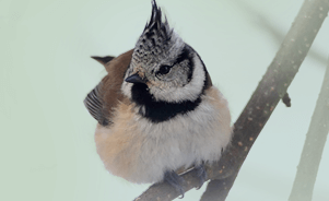 The European Crested Tit or Crested Tit 