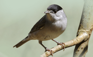 The Eurasian Blackcap 