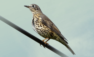 The Mistle Thrush 