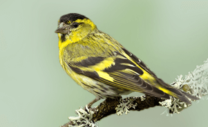 Eurasian siskin 