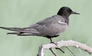 Black tern 