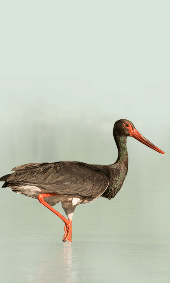 Black stork 