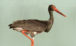 Black stork 