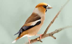 The Hawfinch 