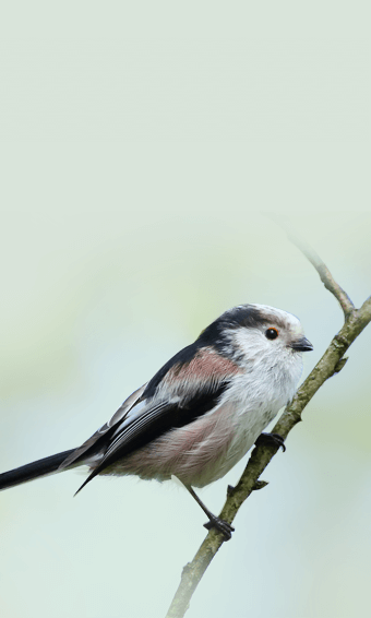 The Long-Tailed Tit or Long-Tailed Bushtit 