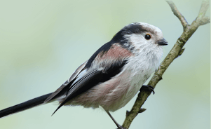 The Long-Tailed Tit or Long-Tailed Bushtit 