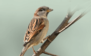 The House Sparrow 