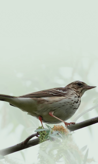 The Tree Pipit 