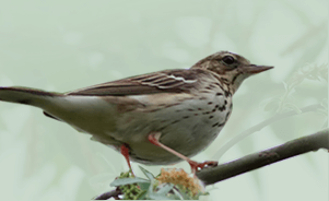 The Tree Pipit 