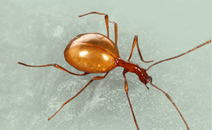 The Narrow-Necked Blind Cave Beetle 