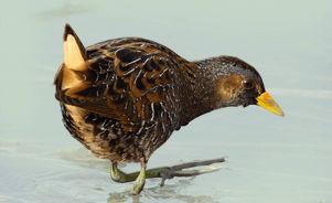 The Spotted Crake 