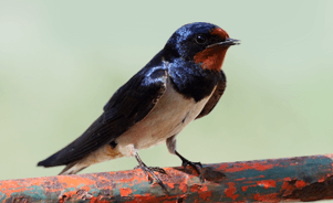 The Barn Swallow 