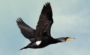 The Great Cormorant 