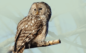 The Ural Owl 