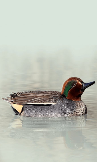The Eurasian Teal or Common Teal 