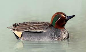 The Eurasian Teal or Common Teal 