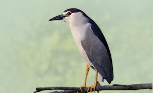 The Night Heron 