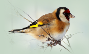 The European Goldfinch or Goldfinch 