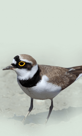 Charadrius hiaticula, Print, The common ringed plover or ringed plover  (Charadrius hiaticula) is a small plover that breeds in Arctic Eurasia. The  genus name Charadrius is - Album alb4357646