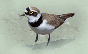 The Little Ringed Plover 