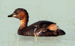 The Little Grebe 