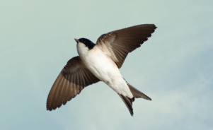 The Common House Martin 