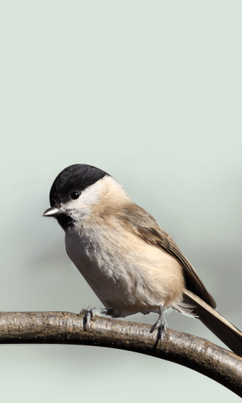 The Marsh Tit 