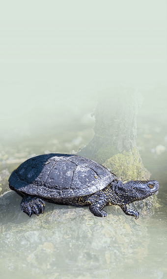 The European Pond Turtle 