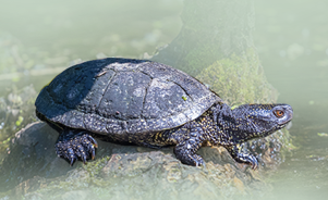 The European Pond Turtle 