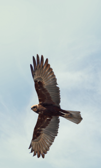 The Western Marsh Harrier 