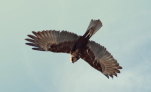 The Western Marsh Harrier 