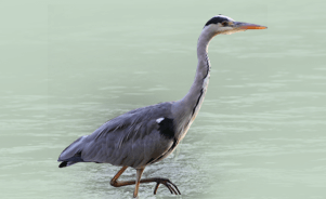 The Gray Heron