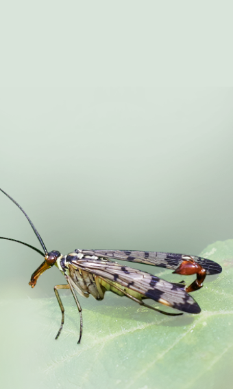 Common scorpionfly