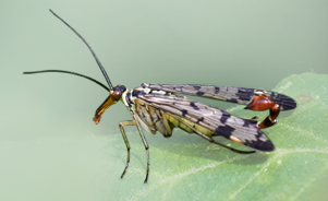 Common scorpionfly