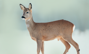 The European Roe Deer 