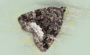 Marbled white spot