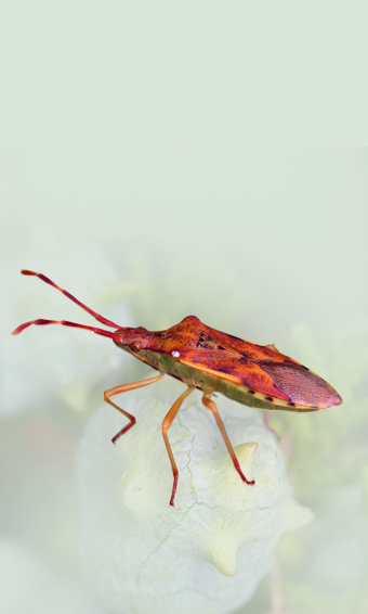 Brinova usnjatka – Gonocerus juniperi