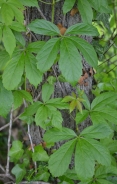 Peterolistna vinika - Parthenocissus inserta