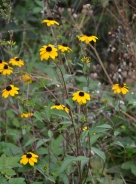 Rudbeckia irta 