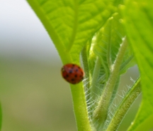 Thirteen-spot ladybeetle