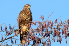 The Common Buzzard 