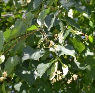 Small-leaved lime